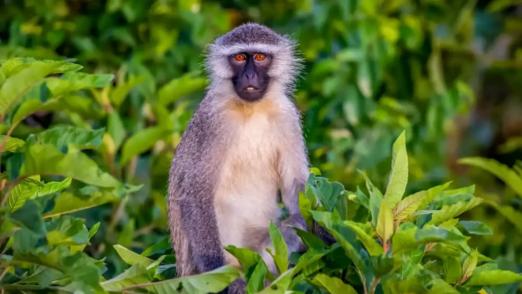 Vervet Monkey
